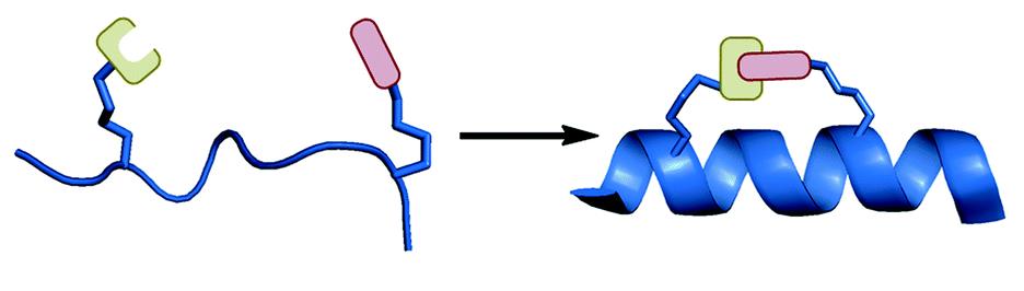 Example of peptide stapling. (Moiola M et al.)