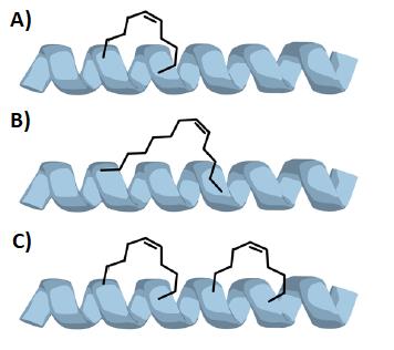 Example of i, i + 4 (A), i, i + 7 (B) and double i, i + 4 (C) stapling. (Moiola M et al.)