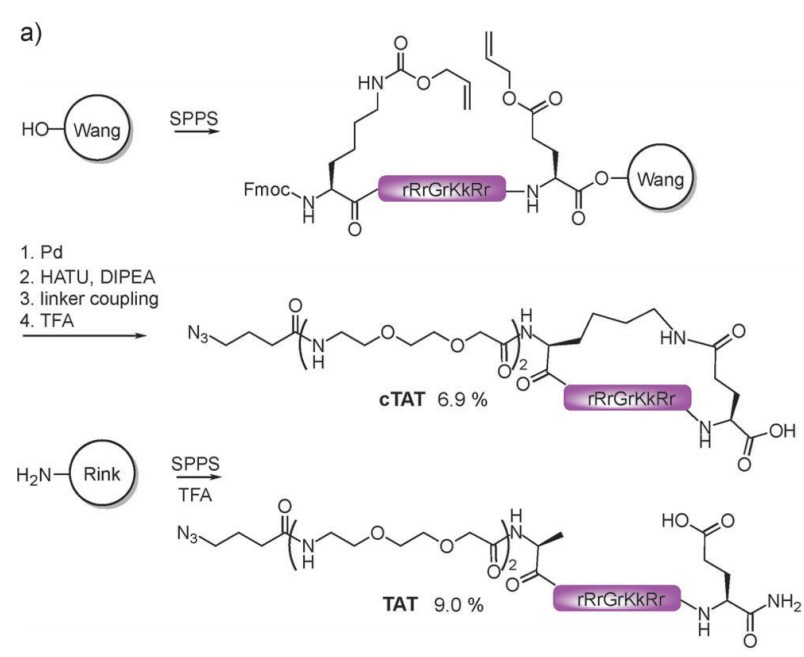 Fig.1 Synthesis of the peptides cTAT and TAT.