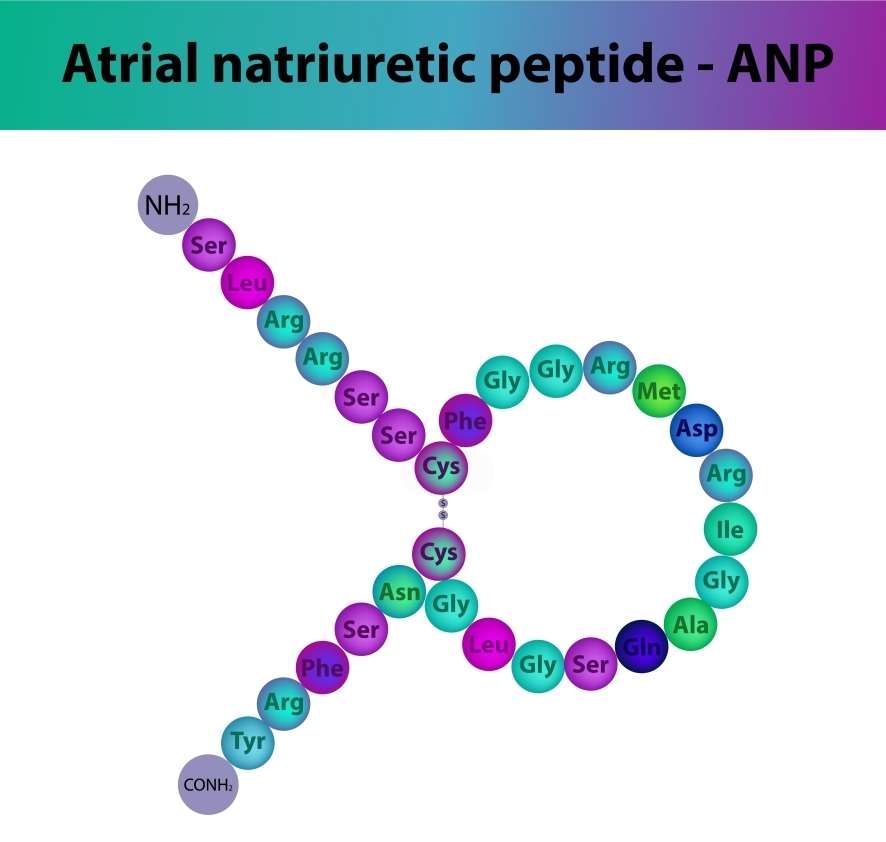 Structure of ANP