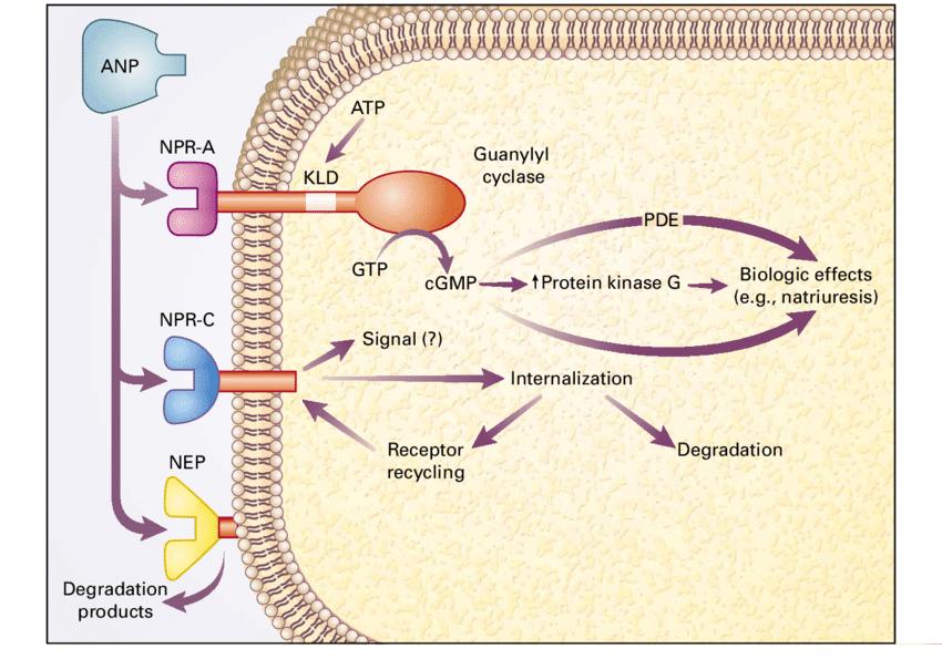 Action of Atrial Natriuretic Peptide