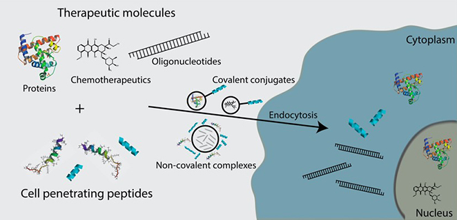 Intracellular delivery of CPP-cargo complexes.