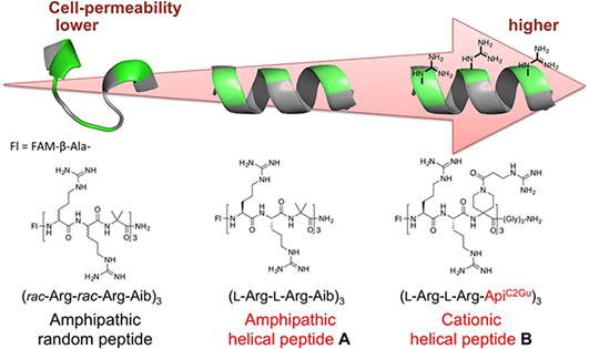 Relationship between secondary structures of Arg/dAA-based CPPs and their cell-penetrating abilities.