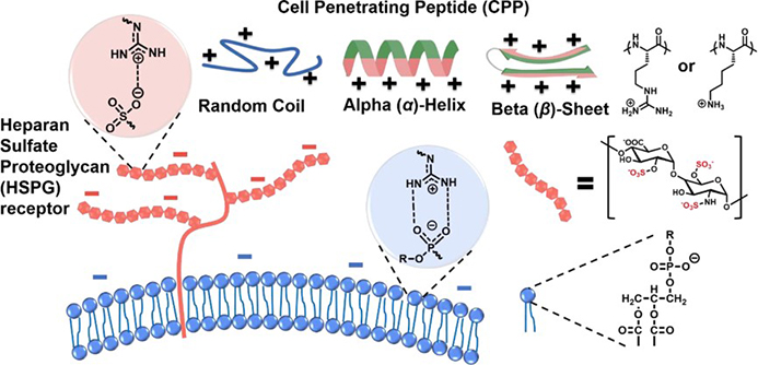 Positive charge characteristics of CPPs.