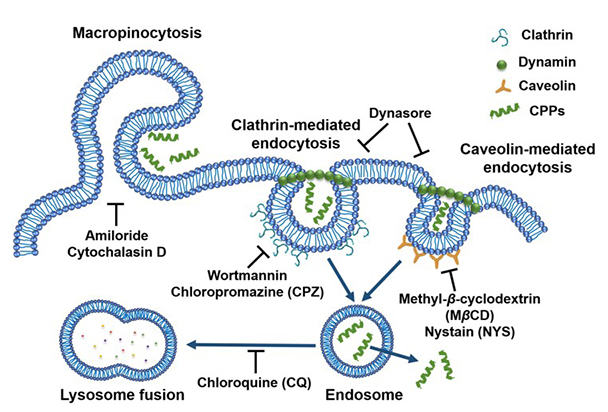 Different mechanisms of CPPs.