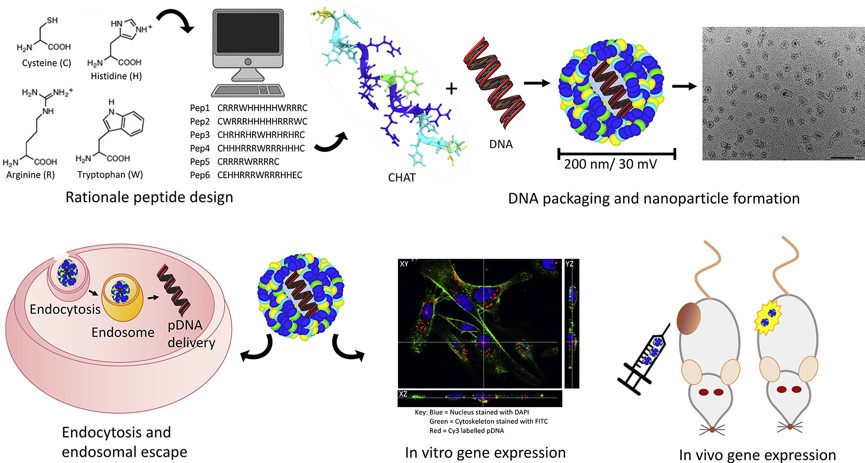 Rational design of a linear cell-penetrating peptide.
