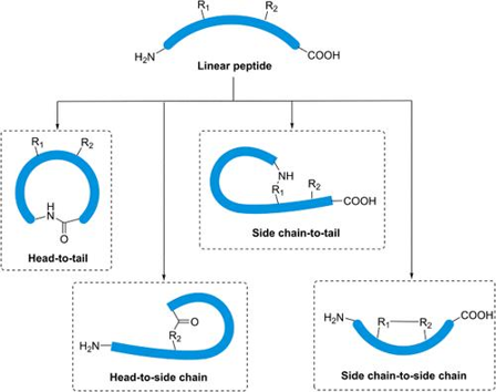 Different types of cyclic peptides.