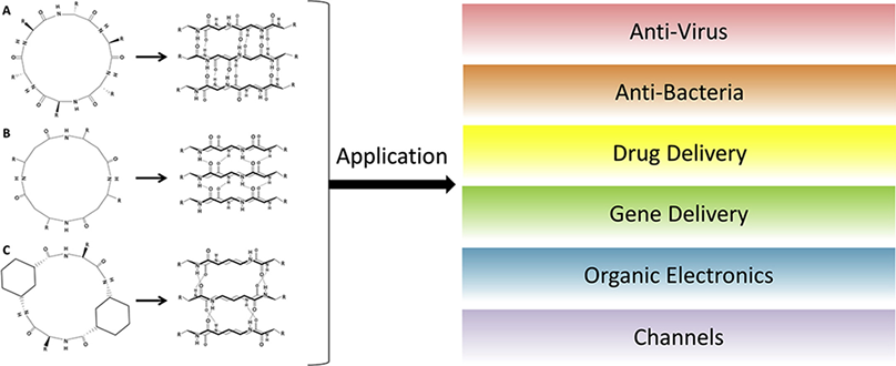 2 Application directions of cyclic peptides.